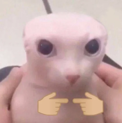🥰 Стикер «bingus» для Telegram