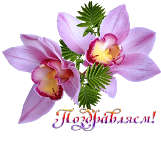 🌸 Стикер «Biosea Диана Мансурова» для Telegram