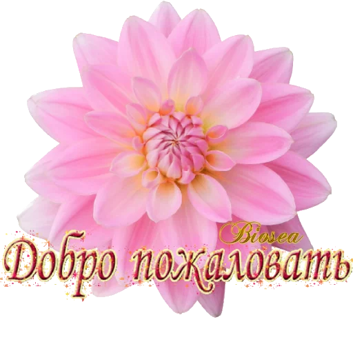 🌸 Стикер «Biosea Диана Мансурова» для Telegram