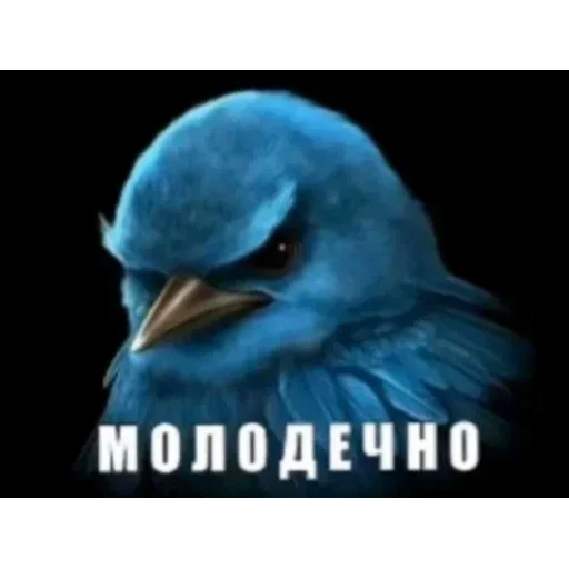 🐦 Стикер «Набор стикеров с мемной птицей «Вряд-ли»» для Telegram