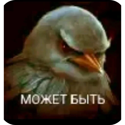 🐦 Стикер «Набор стикеров с мемной птицей «Вряд-ли»» для Telegram