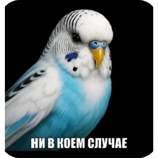 🐦 Стикер «Набор стикеров с мемной птицей «Вряд-ли»» для Telegram