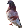 🦃 Эмодзи «Голубчики» для Telegram
