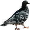 🐦 Эмодзи «Голубчики» для Telegram