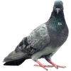 🐦 Эмодзи «Голубчики» для Telegram
