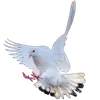 🕊️ Эмодзи «Голубчики» для Telegram