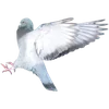 🦅 Эмодзи «Голубчики» для Telegram