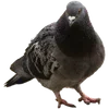 🐦 Эмодзи «Голубчики» для Telegram