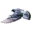 🐦 Эмодзи «Голубчики» для Telegram