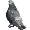 🐦 Эмодзи «Голубчики» для Telegram