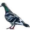 🐦 Эмодзи «Голубчики» для Telegram