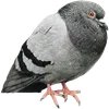 🐦 Эмодзи «Голубчики» для Telegram
