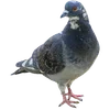 🐦 Эмодзи «Голубчики» для Telegram