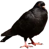 🐦‍⬛ Эмодзи «Голубчики» для Telegram