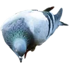 🐦 Эмодзи «Голубчики» для Telegram