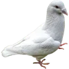 🕊️ Эмодзи «Голубчики» для Telegram