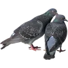 🐦 Эмодзи «Голубчики» для Telegram