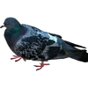 🐦 Эмодзи «Голубчики» для Telegram