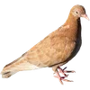 🐦 Эмодзи «Голубчики» для Telegram
