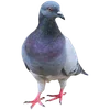 🐦 Эмодзи «Голубчики» для Telegram