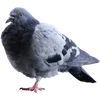 🐦 Эмодзи «Голубчики» для Telegram