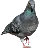 🐦 Эмодзи «Голубчики» для Telegram