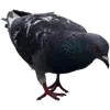 🐦‍⬛ Эмодзи «Голубчики» для Telegram