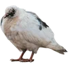 🪿 Эмодзи «Голубчики» для Telegram