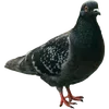 🐦‍⬛ Эмодзи «Голубчики» для Telegram