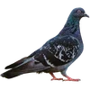 🐦‍⬛ Эмодзи «Голубчики» для Telegram
