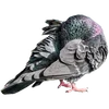 🐦 Эмодзи «Голубчики» для Telegram