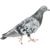 🐦 Эмодзи «Голубчики» для Telegram