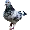 🐦 Эмодзи «Голубчики» для Telegram