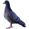 🦆 Эмодзи «Голубчики» для Telegram