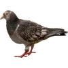 🐦 Эмодзи «Голубчики» для Telegram