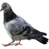 🐦 Эмодзи «Голубчики» для Telegram