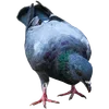 🐦 Эмодзи «Голубчики» для Telegram
