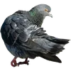 🐦 Эмодзи «Голубчики» для Telegram