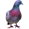 🐦 Эмодзи «Голубчики» для Telegram