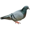 🦆 Эмодзи «Голубчики» для Telegram