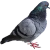🐦 Эмодзи «Голубчики» для Telegram