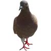 🦃 Эмодзи «Голубчики» для Telegram