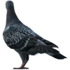 🐦 Эмодзи «Голубчики» для Telegram