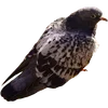 🐦 Эмодзи «Голубчики» для Telegram