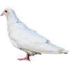 🕊️ Эмодзи «Голубчики» для Telegram