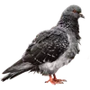 🐦‍⬛ Эмодзи «Голубчики» для Telegram