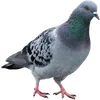 🐦 Эмодзи «Голубчики» для Telegram