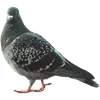 🐦‍⬛ Эмодзи «Голубчики» для Telegram