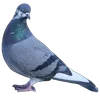 🐦 Эмодзи «Голубчики» для Telegram