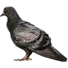 🐦 Эмодзи «Голубчики» для Telegram